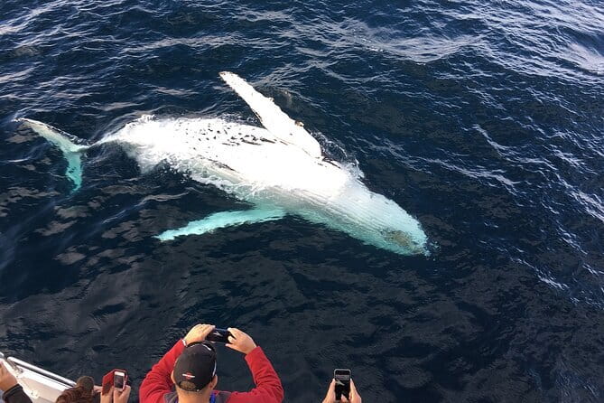 All Inclusive Mirissa Whale and Dolphin Watching Boat Ride - What the crew can and cannot control