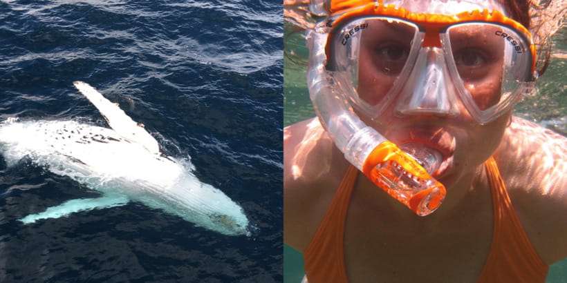 All Inclusive Mirissa Whale & Dolphin Watching + Snorkeling - A dawn start and a long look at the Indian Ocean