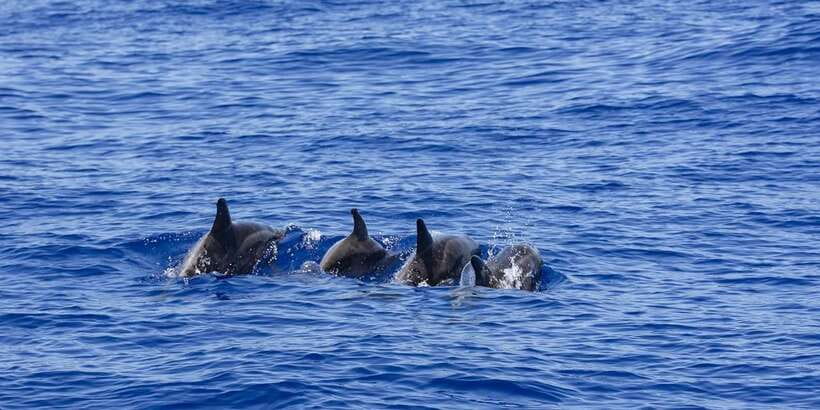 All Inclusive Mirissa Whale & Dolphin Watching + Snorkeling - Local lunch after the sea trip