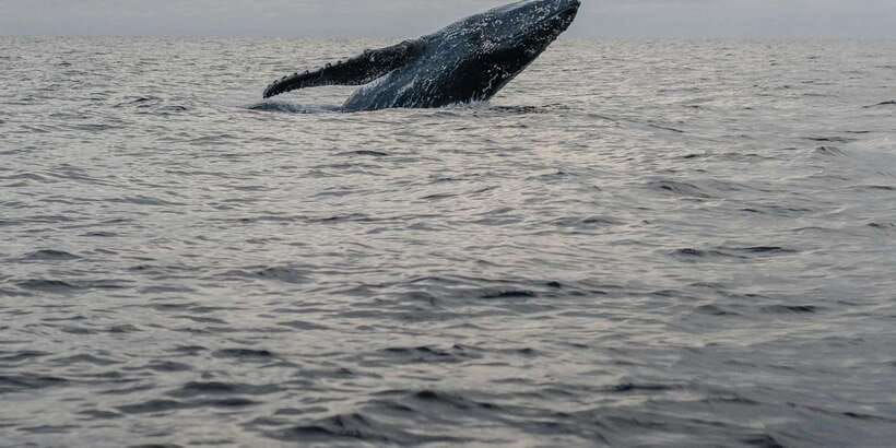 All Inclusive Mirissa Whale & Dolphin Watching + Snorkeling - Ninety minutes with turtles and reef fish