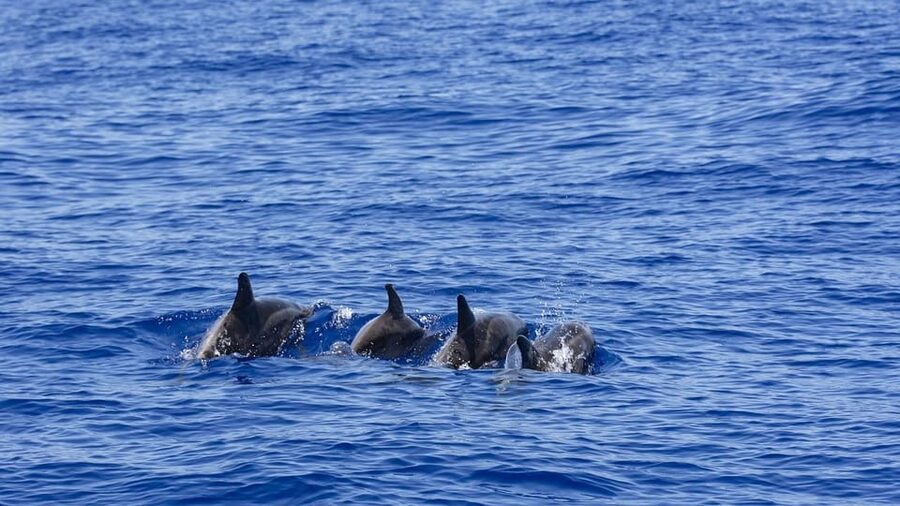 All Inclusive Mirissa Whale & Dolphin Watching + Snorkeling - Is $145 a fair price?