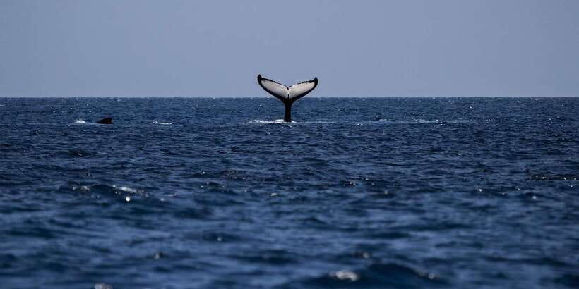 All Inclusive Mirissa Whale & Dolphin Watching + Snorkeling - Who will enjoy this most
