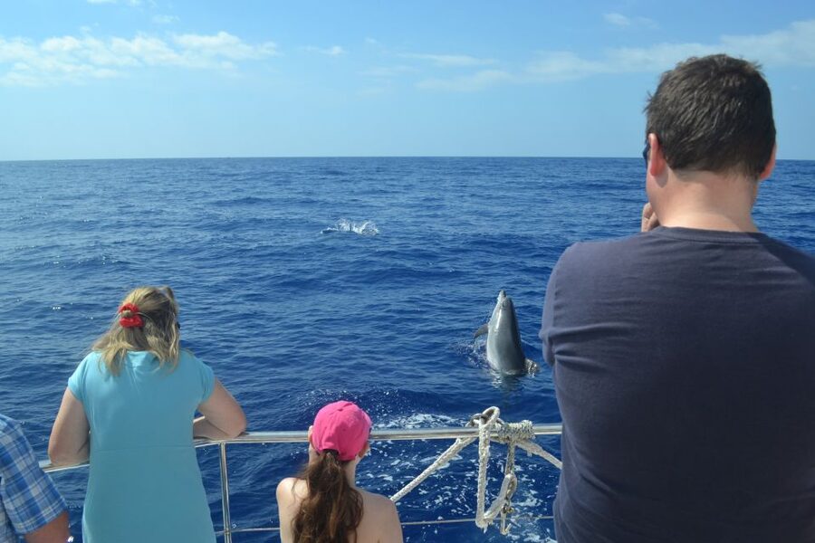 All Inclusive Whale and Dolphin Watching Luxury Tour - Should you book the Madeira luxury whale tour?