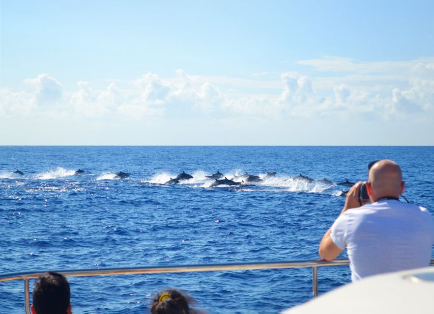 All Inclusive Whale and Dolphin Watching Luxury Tour - Local snacks and an open bar at sea