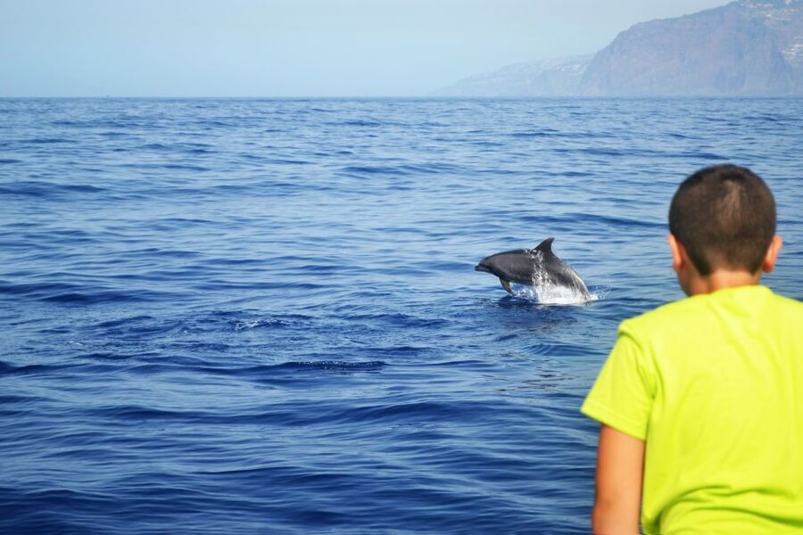 All Inclusive Whale and Dolphin Watching Luxury Tour - The 30-minute stop beneath Cabo Girão