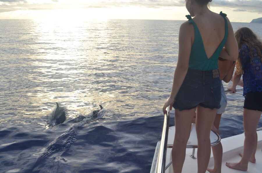 All Inclusive Whale and Dolphin Watching Luxury Tour - What the crew adds to the experience