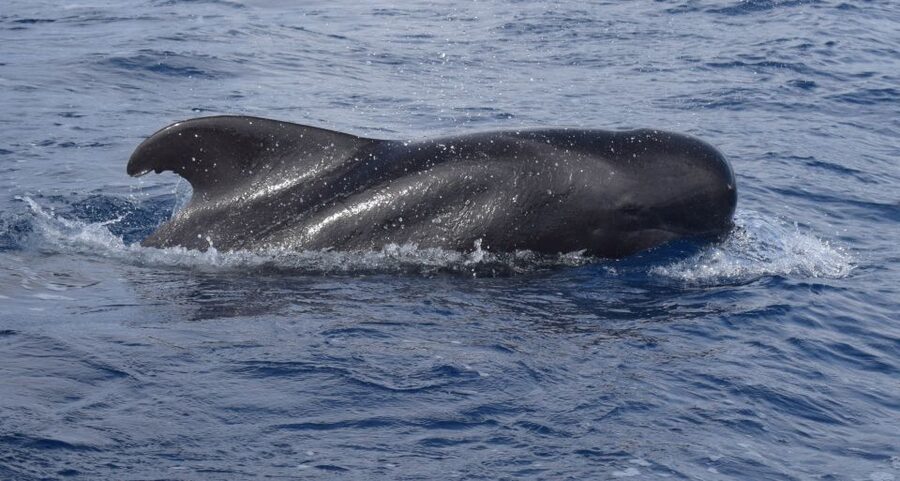 All Inclusive Whale and Dolphin Watching Luxury Tour - Searching the Atlantic for whales, dolphins, and turtles