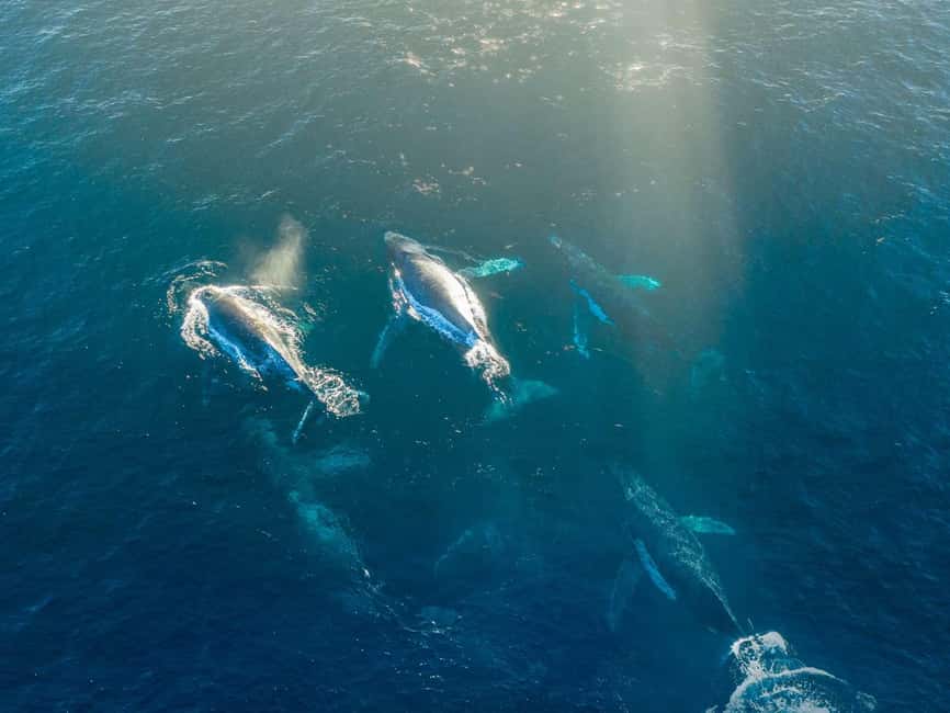 Alta: 3.5 Hour Fjord & Whale Watching Cruise - Key points to know before you book