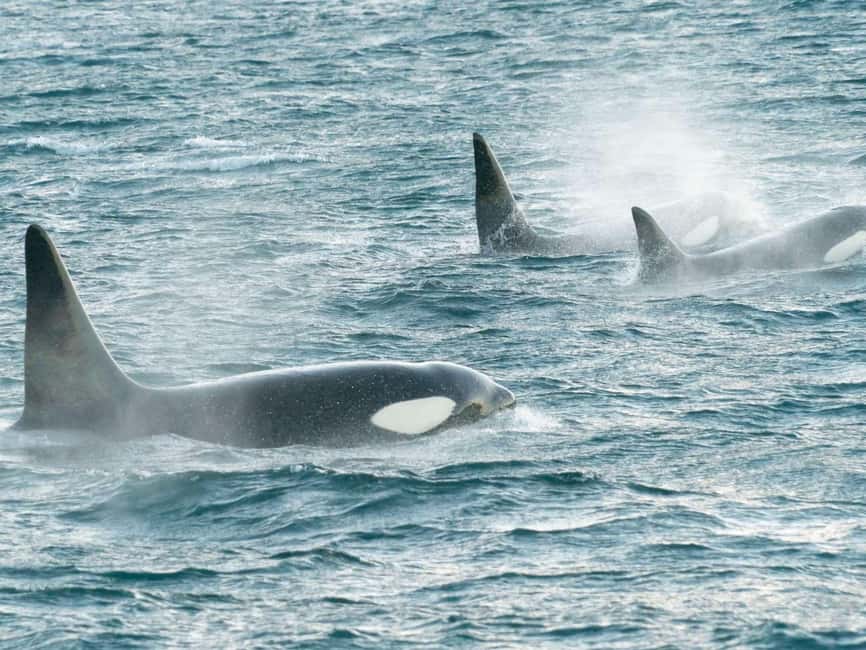 Alta: 3.5 Hour Fjord & Whale Watching Cruise - A respectful approach to wild animals