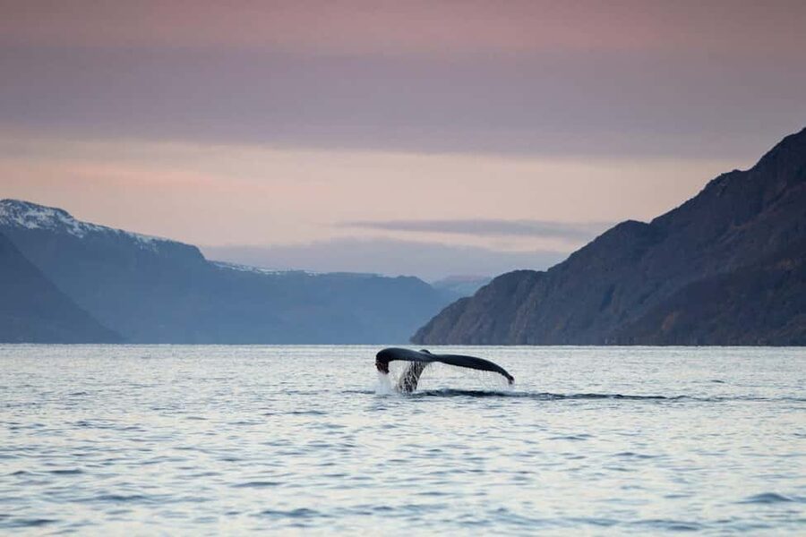Alta: 3.5 Hour Fjord & Whale Watching Cruise - Is $231 a fair price?