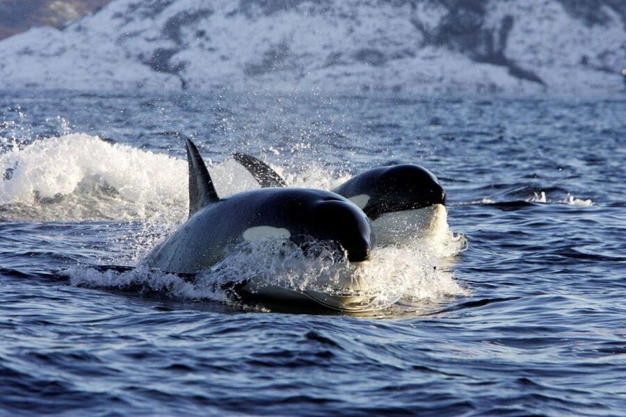Alta: Alta Fjord Whale Watching Tour - Searching Alta Fjord for its biggest residents