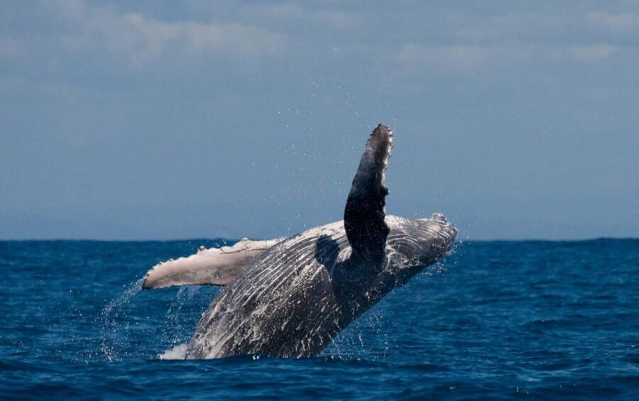 Alta: Alta Fjord Whale Watching Tour - Why the eight-person limit matters