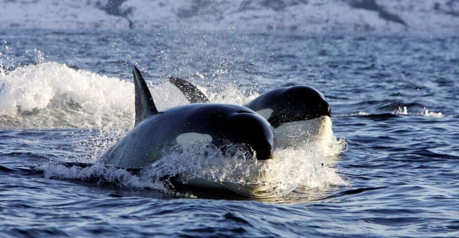Alta: Alta Fjord Whale Watching Tour - Weather, safety, and physical demands