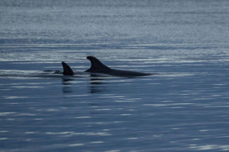 Alta: Alta Fjord Whale Watching Tour - What you might see in the fjord
