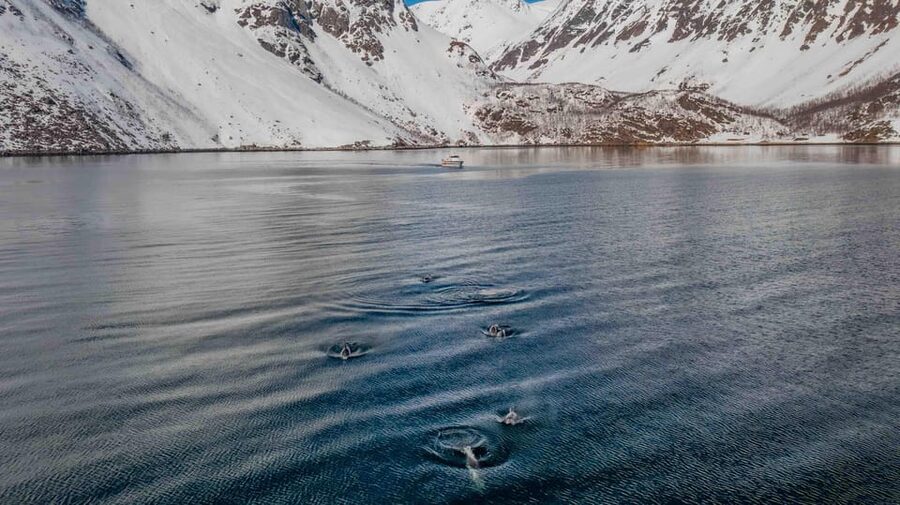 Alta: Altafjord Whale Watching in a Heated Boat - Why Altafjord whale watching feels different