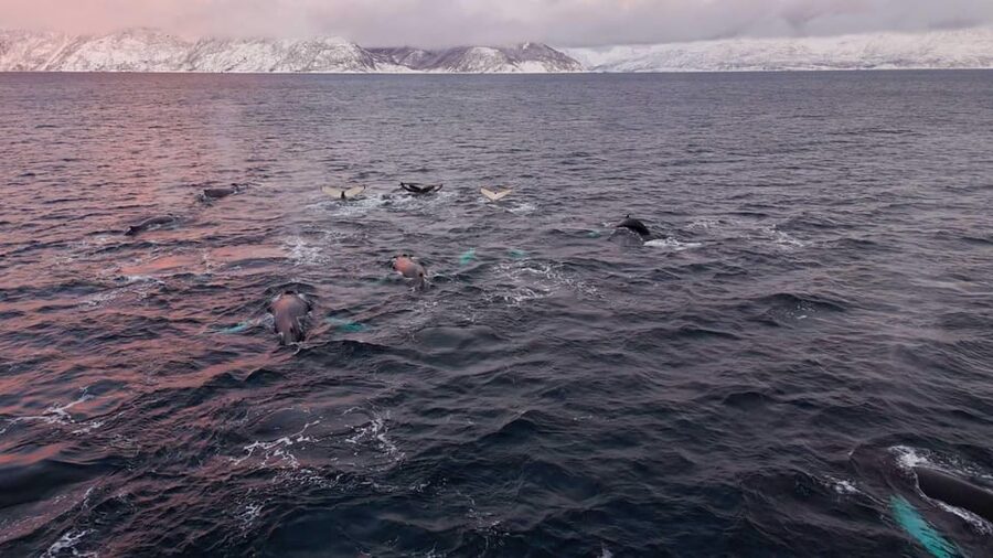 Alta: Altafjord Whale Watching in a Heated Boat - Leaving Alta Harbor at Havneveien 24