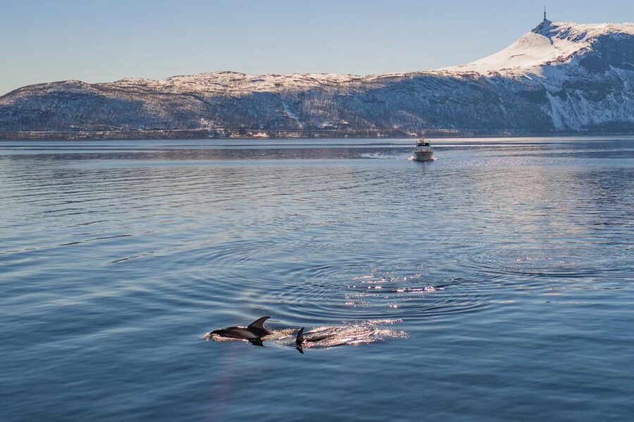 Alta: Altafjord Whale Watching in a Heated Boat - The moment a whale appears