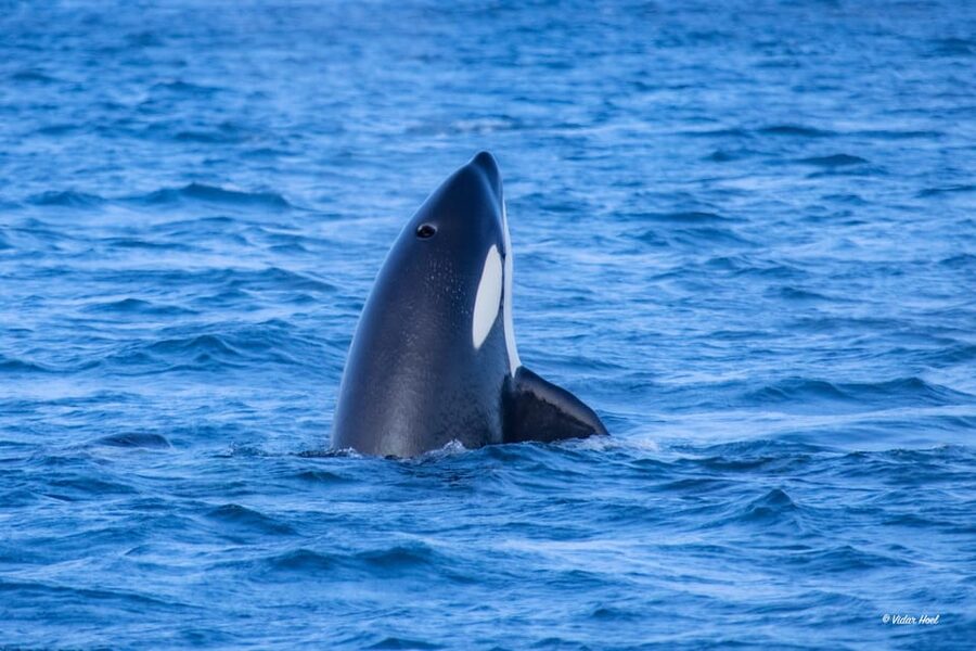 Alta: Altafjord Whale Watching in a Heated Boat - Booking details worth knowing