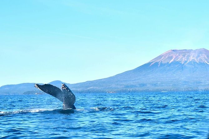 Amazing Whale Watching and Marine Wildlife Shore Excursion - Leaving Harrigan Centennial Hall for Sitka’s coastal waters
