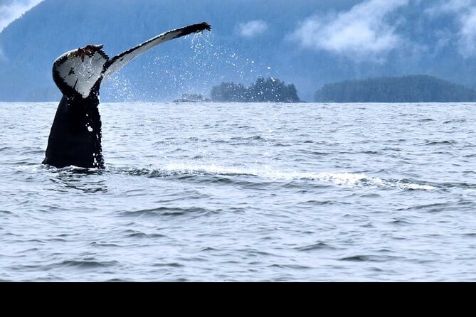 Amazing Whale Watching and Marine Wildlife Shore Excursion - Humpbacks, calves, and the chance of a breach