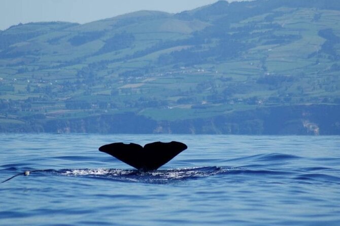 Among Whales Dolphins and Volcanoes Full Day Tour With Lunch - Three hours on the Atlantic from Ponta Delgada