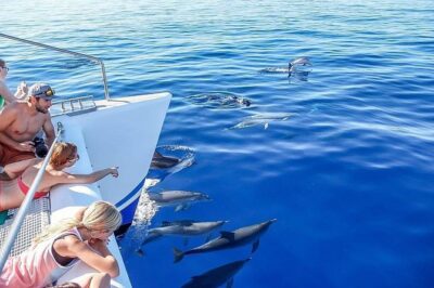 Among Whales Dolphins and Volcanoes Full Day Tour With Lunch