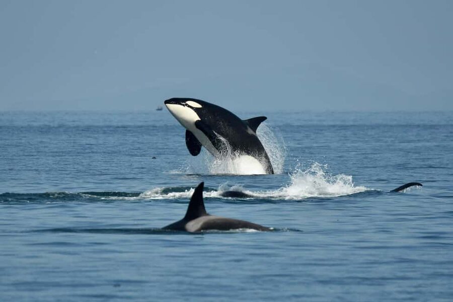 Anacortes: Full Day Whale/Wildlife Tour; Friday Harbor Stop - Leaving Skyline Marina in Anacortes