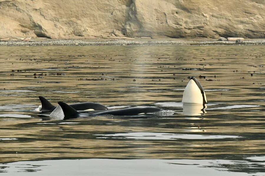Anacortes: Full Day Whale/Wildlife Tour; Friday Harbor Stop - Two hours to explore Friday Harbor