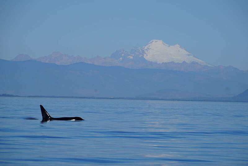Anacortes: Orca Whales Guaranteed Boat Tour near Seattle - Key points to know before you go