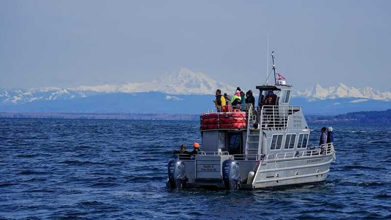 Anacortes: Orca Whales Guaranteed Boat Tour near Seattle - My call: book it for the orcas, not the closeness