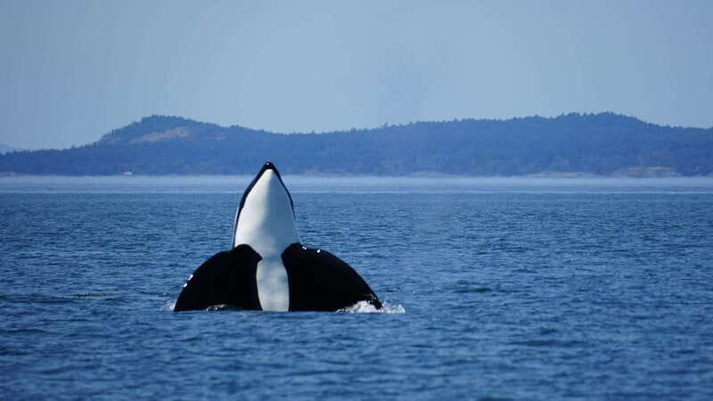 Anacortes: Orca Whales Guaranteed Boat Tour near Seattle - Finding orcas in the Salish Sea