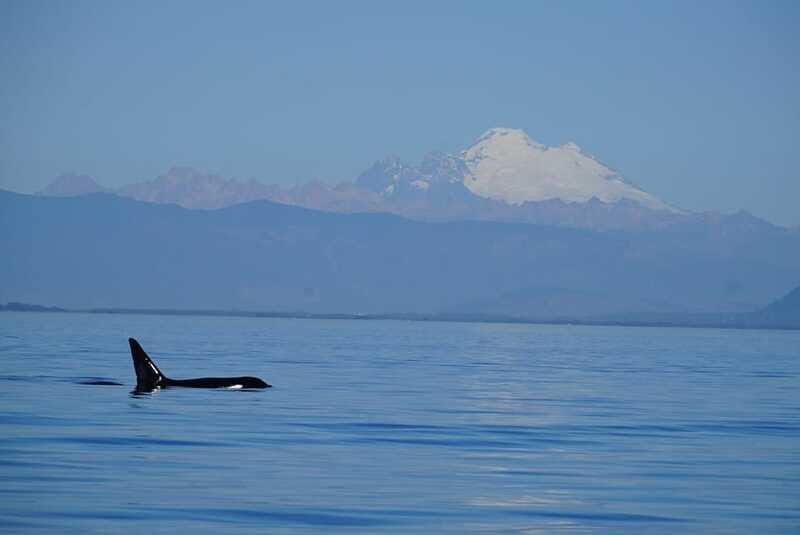 Anacortes: Orca Whales Guaranteed Boat Tour near Seattle - What the marine naturalist adds