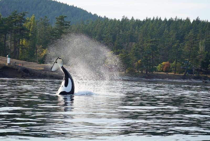 Anacortes: Orca Whales Guaranteed Boat Tour near Seattle - A four-hour search, not a short photo stop