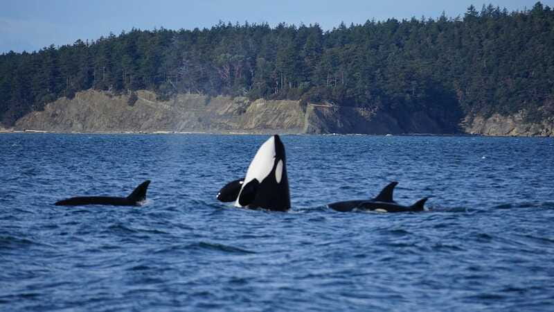 Anacortes: Orca Whales Guaranteed Boat Tour near Seattle - Is $199 a fair price?