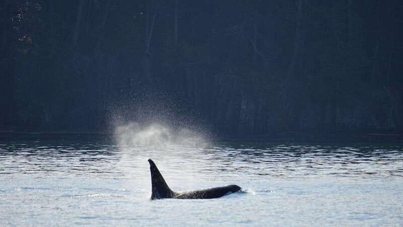 Anacortes: Orca Whales Guaranteed Boat Tour near Seattle - Who will enjoy this tour most