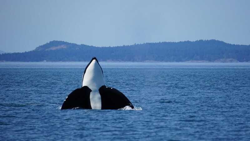 Anacortes: Orca Whales Guaranteed Boat Tour near Seattle - Practical planning for Anacortes
