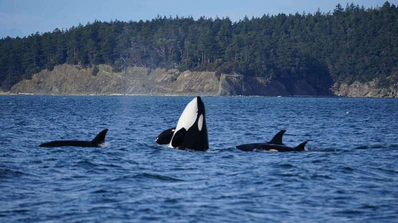 Anacortes: Orca Whales Guaranteed Boat Tour near Seattle - The boat ride from Anacortes