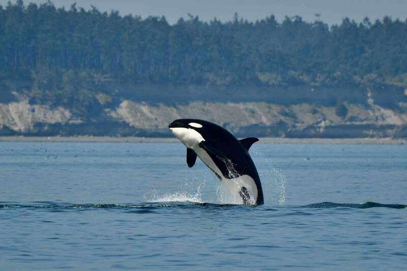 Anacortes: Whale Watching Adventure Tour Near Seattle - Key details before you book
