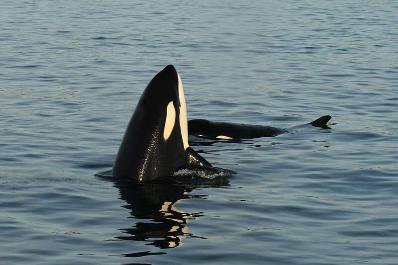 Anacortes: Whale Watching Adventure Tour Near Seattle - Practical tips for a better outing