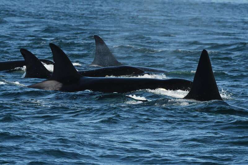 Anacortes: Whale Watching Adventure Tour Near Seattle - Why the 17-passenger zodiac changes the experience