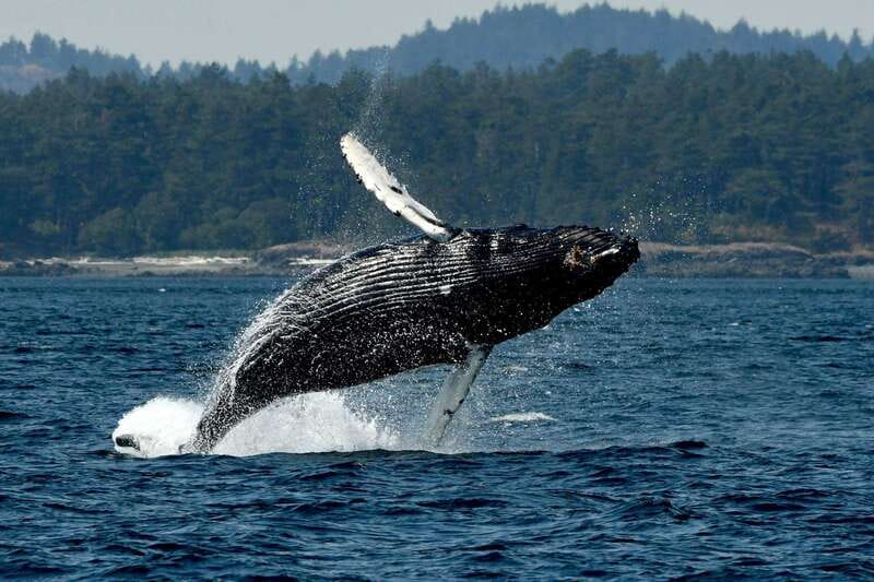 Anacortes: Whale Watching Adventure Tour Near Seattle - Cruiser suits, wind, and what to wear