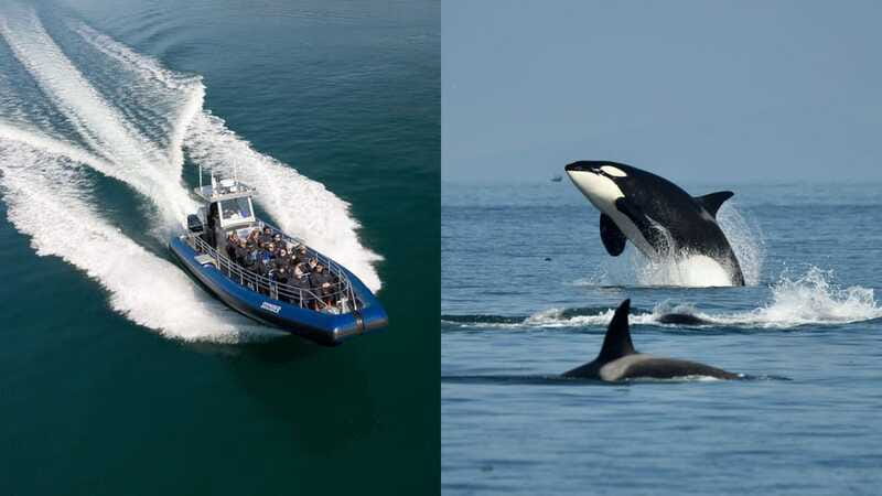 Anacortes: Whale Watching Adventure Tour Near Seattle - Searching for orcas and four whale species