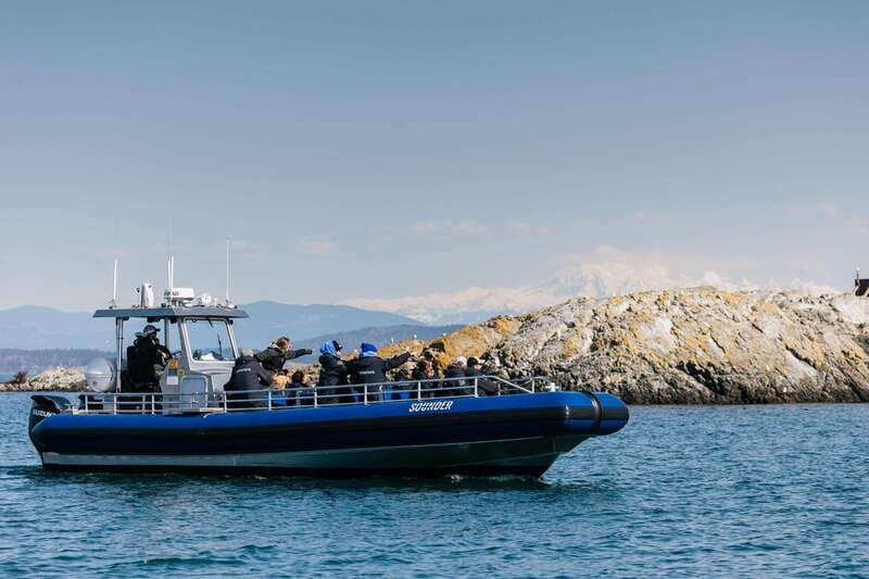 Anacortes: Whale Watching Adventure Tour Near Seattle - What the 3.5-hour itinerary feels like