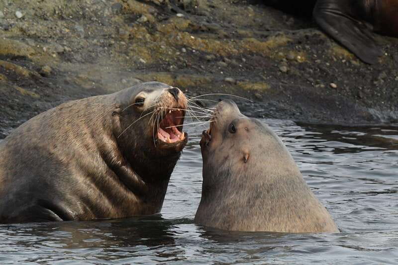 Anacortes: Whale Watching Adventure Tour Near Seattle - Price and value at $149