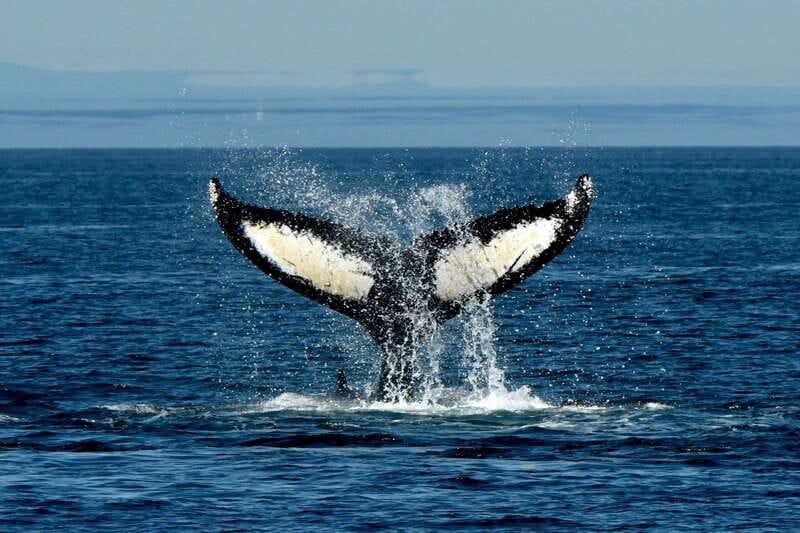 Anacortes: Whale Watching Adventure Tour Near Seattle - Who should book this Anacortes adventure