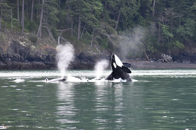 Anacortes Whale Watching Adventure Tour - Zodiac Boat - What the Zodiac ride is like