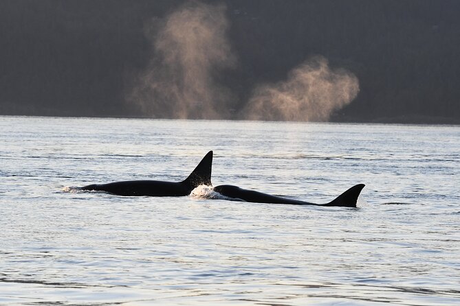 Anacortes Whale Watching Adventure Tour - Zodiac Boat - Why the small group matters