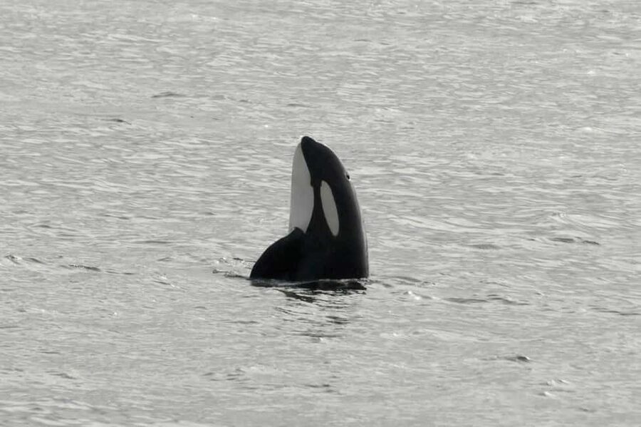 Andenes: Responsible Whale Watching with Classic Catamaran - Key points to know before booking