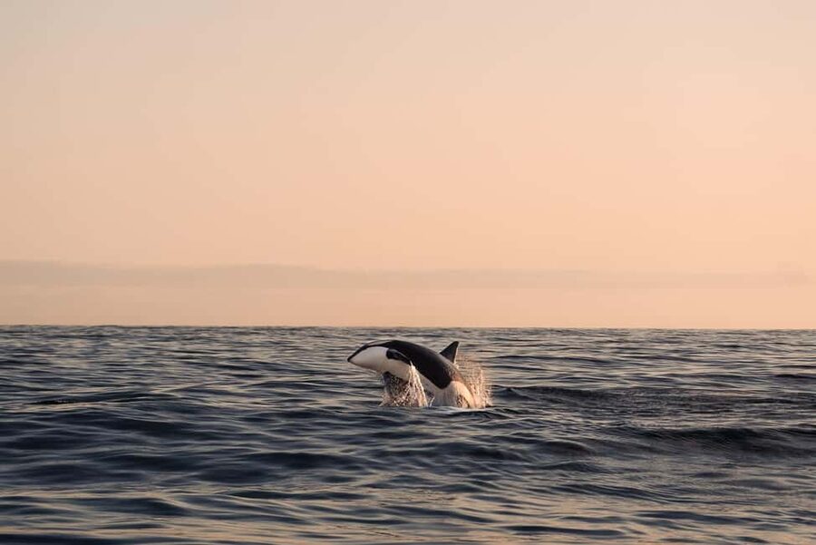 Andenes: Responsible Whale Watching with Classic Catamaran - Setting out from Andenes Harbor