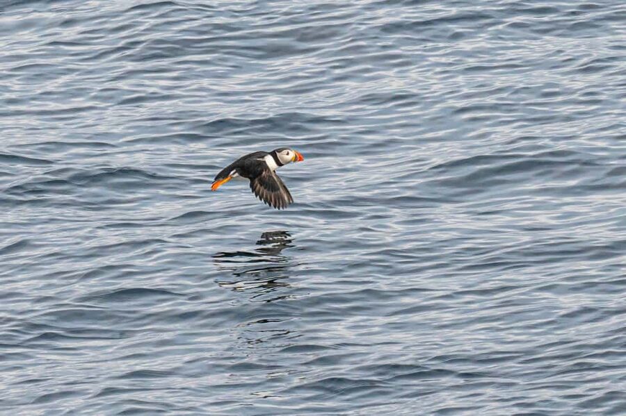 Andenes: Responsible Whale Watching with Classic Catamaran - Searching the Arctic waters